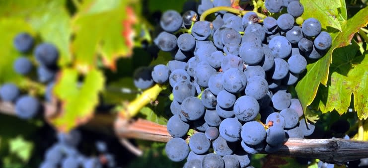 Pinot Meunier Pinot Meunier