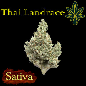 ganja medis thai