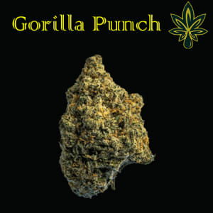 ganja medis gorilla punch