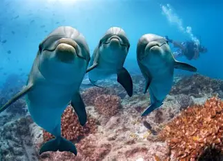 Smartest sea creature