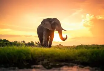 Gentle giant in the wild