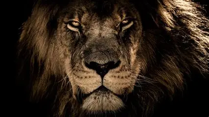 King of jungle