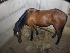 В Щёлкино спасатели достали лошадь из 4-х метровой ямы