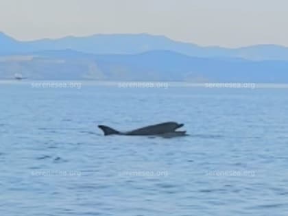 В Крыму обнаружили уникального дельфина, который дышит ртом