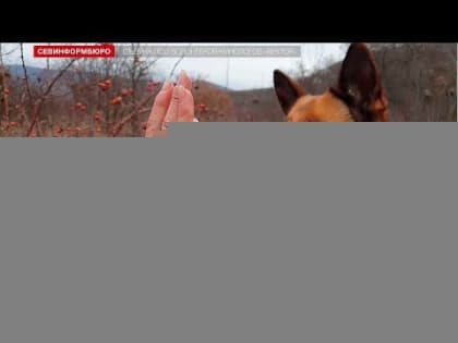 Друг человека: в отряде «Вектор» показали, как собаки спасают людей