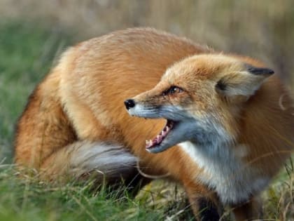 В поселке Орджоникидзе подтвердилось бешенство у лисы