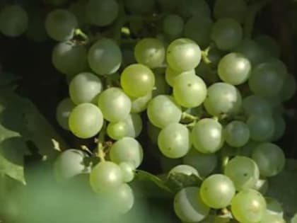 Весенние заморозки повредили десятки гектаров крымских виноградников