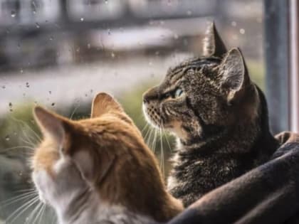 Прогноз погоды на 19 февраля: в Крыму и Севастополе снова дождь