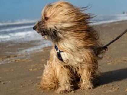В ВОСКРЕСЕНЬЕ В САКАХ ДО 18 ГРАДУСОВ ТЕПЛА, ВЕТРЕНО