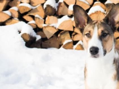 Крымчанина осудили за избиение и убийство собаки