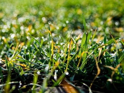 Аномалии зимы: что будет с урожаем в Крыму из-за странностей погоды