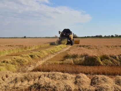 Рис - благородное дело