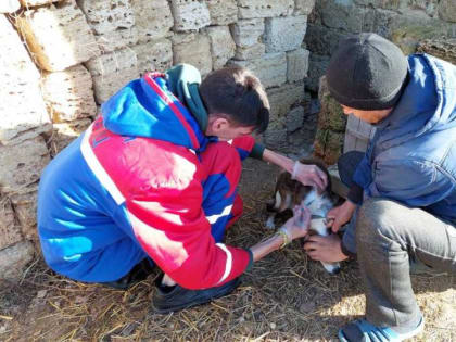 Ветеринарными специалистами ГБУ РК «Сакский районный ВЛПЦ» началось проведение мероприятий по профилактике бешенства на территории Сакского района и г. Саки
