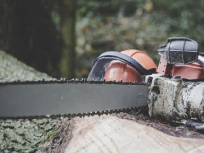 В Бахчисарайском районе мужчина уничтожил деревьев на 1,5 млн.рублей