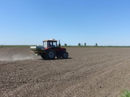 Расти, зерно, стекловидное и прозрачное