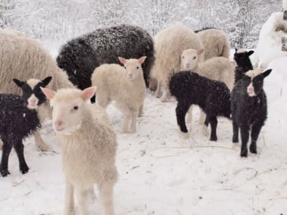 Госкомветеринарии Крыма информирует о необходимости соблюдения мер по профилактике оспы овец и коз на территории Республики Крым