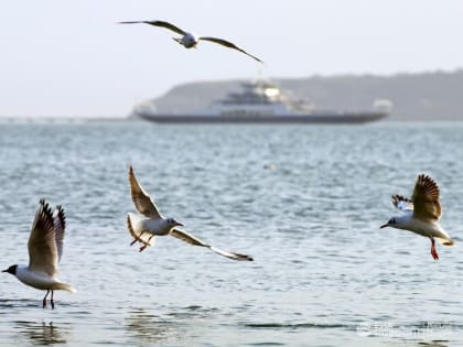 Работу Керченской паромной переправы временно приостановили