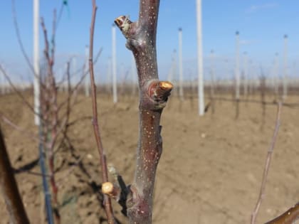 В крымских садах уже обрезано порядка 5,7 тысяч гектаров плодовых деревьев – Андрей Савчук