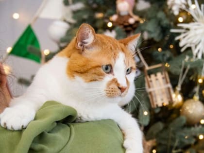 По родному краю: советы от кота Мостика на выходные