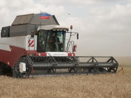 Зерно будет. Но сколько?...