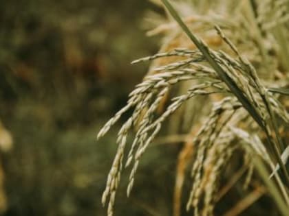 Прорыв дамбы: в Крыму может пострадать рисоводство