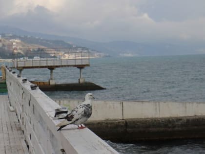 Погода на 8 марта 2023 года в Крыму и Севастополе: воздух прогреется до плюс 15 градусов