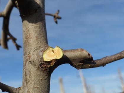 Аграрии Крыма закончили обрезку плодовых деревьев на 10 тыс га