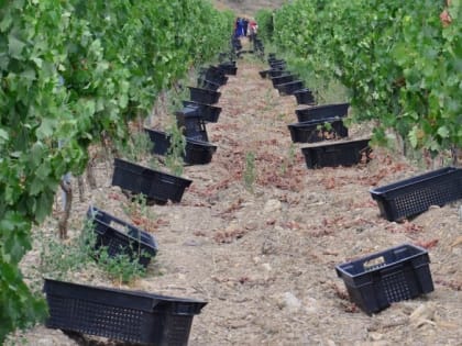 Урожай винограда на полуострове: что ожидает рынок вина