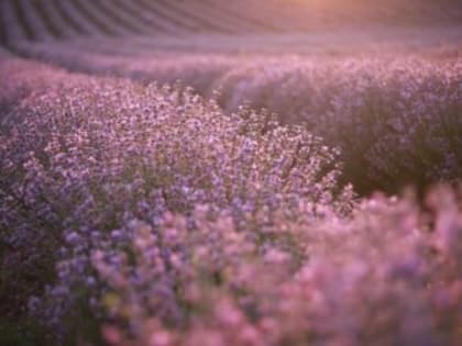 Крымчане могут получить гранты на развитие своего агростартапа