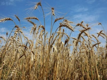 Крым наращивает производство твёрдой пшеницы