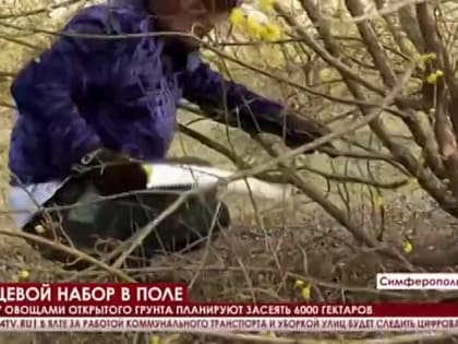 "Борщевой набор" – лук, морковь и капусту начали сеять в восьми регионах Крыма