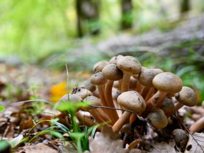 Семья из Евпатории пострадала от отравления грибами