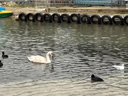 В Севастополе лебедь запутался в леске