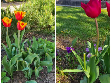 С набережной Ялты украли тюльпаны