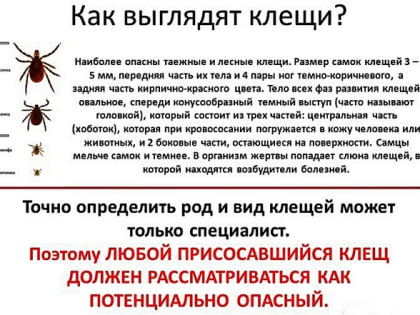 Статистика по укусам клещами в 1 квартале 2024 года