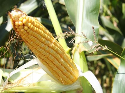 Аграрии Крыма начали посевную кампанию кукурузы