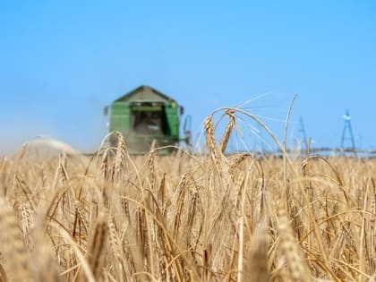 Около 8 тысячи гектаров зерновых спишут в Крыму из-за плохой погоды