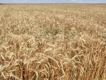 Экспорт российской сельхозпродукции в 2022 году вырос почти на 12%