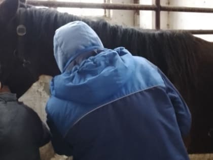 Ветеринарные специалисты ГБУ РК «Нижнегорский районный ВЛПЦ» провели плановый забор крови для диагностических исследований