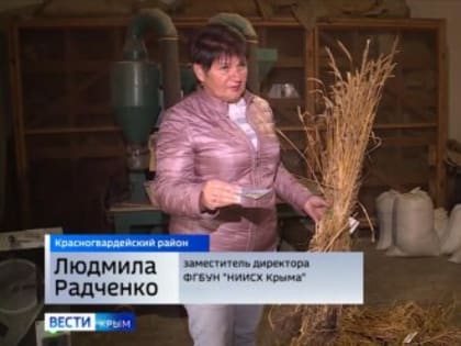 В Крыму вывели два новых сорта пшеницы