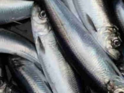 Глобальное потепление ударило по размеру черноморской хамсы