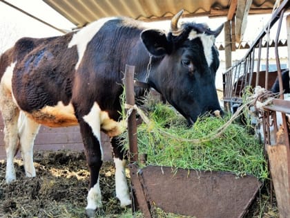 Бруцеллезом от коров в Белогорском районе заразились 9 человек – Роспотребнадзор