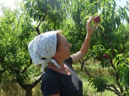 В Крыму начался сбор персиков