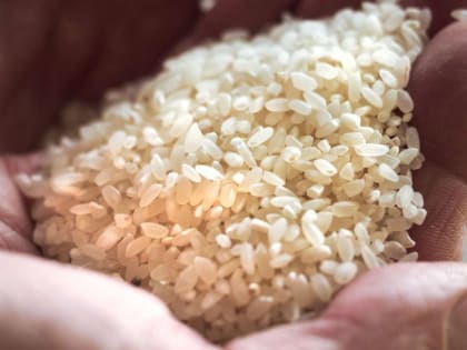 Экологический чистый рис будут выращивать в Крыму