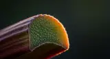 rhubarb close-up detail