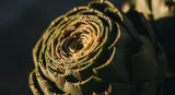 artichoke close-up detail
