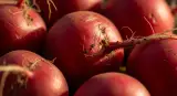 radishes close-up detail