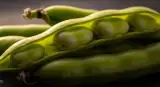 fava beans close-up detail