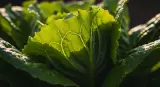 lettuce close-up detail