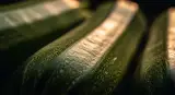 zucchini close-up detail